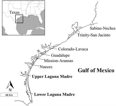 Foraging Habits of Green Sea Turtles (Chelonia mydas) in the Northwestern Gulf of Mexico